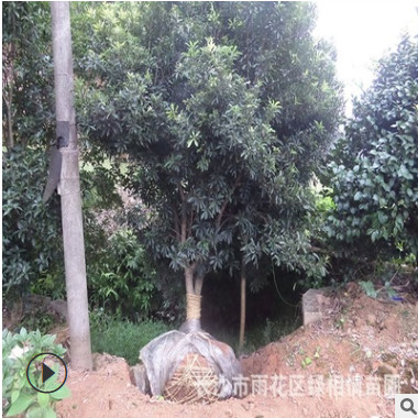 苗木基地楊梅樹苗 移栽楊梅樹 叢生楊梅園林植物果樹苗批發(fā)