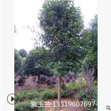 供應落葉喬木紫玉蘭 花卉紫色 量大價優(yōu) 紫玉蘭樹苗 白玉蘭批發(fā)