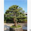 造型五針?biāo)删肺遽標(biāo)擅缒竟就ピ簞e墅基地批發(fā)
