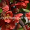 貼梗海棠小苗批發垂絲海棠綠化花木庭院觀賞氣味芳香行道海棠苗
