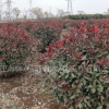 紅葉石楠球苗批發高速道路工程綠化苗木 紅葉石楠球樹苗