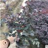 紅花繼木 庭院別墅園林 四季常青綠化苗木樹苗 大小杯苗規格齊全