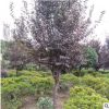 基地批發紫葉李樹 綠化工程優質紅葉李樹 城市綠化嫁接紅葉李