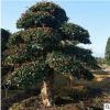 批發園林綠化工程苗木 造型欏木石楠 可移植苗風景樹 常綠喬木