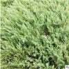 地柏苗基地直銷四季常青優質鋪地柏小苗 工程綠化苗木色塊綠籬