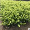 綠化工程庭院植物 金森女貞球苗 黃葉女貞球 女貞球 樹苗批發
