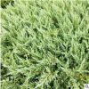 湖南直銷地柏鋪地柏又名爬地柏 工程綠化苗木 地被植物 四季常青