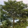 樸樹 單桿樸樹 叢生樸樹 湖南樸樹 量大價優 自產自銷 綠化用苗