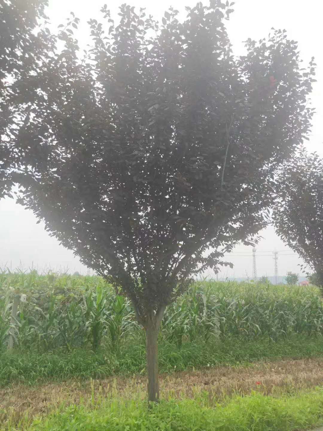 紅葉李