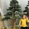 羅漢松 五針?biāo)?大板松 黑松自產(chǎn)自銷價格便宜造型好