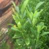 云南亭院藻類。球類。非洲茉莉球。景區設計?；嘏l