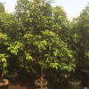 庭院叢生桂花。別墅用途。揭陽基地直銷。普寧批發。