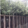 中山天筀桂袋苗。陰香基地。產品批發。園林景觀。市政用途