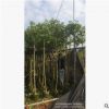 鄉村綠化，普寧基地火焰木5至6分袋苗價格。價格便宜。開花漂亮