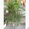 批發優質綠化苗木 大量棕竹出售40------200公分棕竹