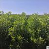 法國(guó)冬青青珊瑚花葉的規(guī)格品種齊全量大從優(yōu)工程基地直銷