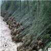 基地直銷紫竹慈孝竹青竹工程量大從優(yōu)品種齊全質(zhì)量?jī)?yōu)