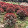 基地供應紅葉石楠樹 高桿造型紅葉石楠 叢生紅葉石楠球