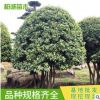 基地供應湖南苗圃基地楊梅樹胸徑5-40cm 造型叢生園林楊梅樹