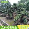 批發造型羅漢松 大量批發綠化苗木 園林綠化苗木 基地供應