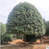 基地供應桂花樹 四季嫁接桂花樹苗 叢生桂花苗公園街道行道樹苗
