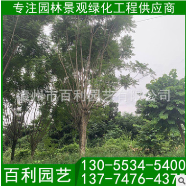 藍花楹批發(fā) 庭院公園植物 精品藍花楹 基地直銷 成活高