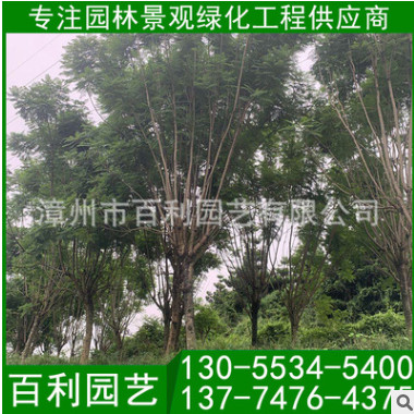 批發(fā)福建藍花楹樹 藍花楹報價 漳州藍花楹 規(guī)格齊全