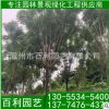 批發(fā)福建藍花楹樹 藍花楹報價 漳州藍花楹 規(guī)格齊全