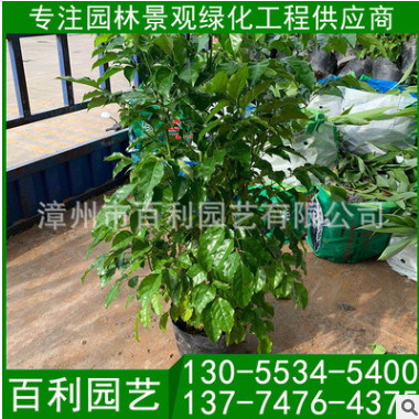 綠寶盆栽 幸福樹盆景 福建基地直銷 各種規(guī)格供應(yīng)