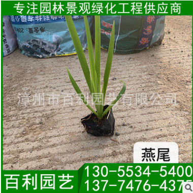 大量供應(yīng)燕尾 燕尾報價 燕尾批發(fā) 苗圃直供燕尾