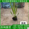 大量供應(yīng)燕尾 燕尾報價 燕尾批發(fā) 苗圃直供燕尾