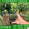 綠寶袋苗 精品綠寶小苗 庭院別墅小區(qū)園林綠化苗木
