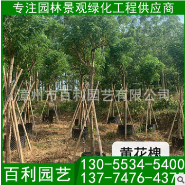 黃花槐容器苗 黃花槐價格 漳州基地批發(fā) 庭院工程供應(yīng)