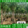 黃花槐容器苗 黃花槐價格 漳州基地批發(fā) 庭院工程供應(yīng)