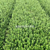 湖南[產品]/湖南夏鵑小苗價格/報價