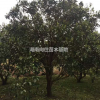 湖南供應香泡規格齊全