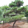 優質特價造型黑松產地直銷