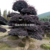 湖南[產品]/湖南造型紅花繼木價格/報價