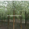 竹柳·竹柳圖片·竹柳種植基地