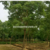 烏桕·烏桕圖片·烏桕種植基地
