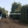 竹子基地，出售各種規(guī)格竹子，品種齊全