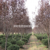 紫葉李批發(fā)。紫葉李圖片。紫葉李基地。