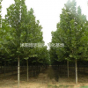 法桐各種規(guī)格批發(fā)，法桐基地，規(guī)格齊全