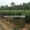 茶花精品球,茶花精球,球形好,數量多,規格全,價格低