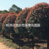 求購高桿紅葉石楠,紅葉石楠高桿樹,精品高桿紅葉石楠