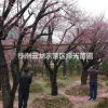 紅梅,梅花,湖南紅梅,湖南梅花,大紅梅,紅梅基地,精品紅梅