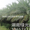 海棗,棕櫚