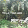 蘇鐵,鐵樹,老人葵