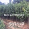 供應(yīng)大葉女貞,湖南大葉女貞,湖南女貞,女貞樹