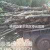 供應(yīng)8公分,10公分,12公分,15公分征收桂花,切桿桂花